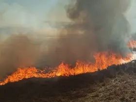 Beyşehir’de sazlıklar alev alev yandı
