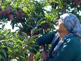 Beyşehir’in elma deposu mahallesinde hasat mesaisi sürüyor
