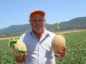 Bilecik’in ünlü Medetli kavununun hasadı başladı
