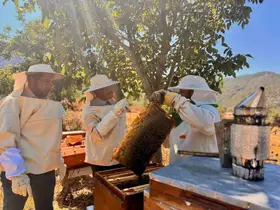 Bilecik’te 22 bin 500 kovandan 135 ton bal üretiliyor
