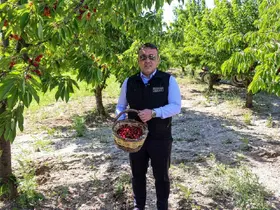 Bilecik’te 27 bin dekarda yıllık yaklaşık 15 bin 500 ton kiraz üretimi
