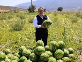Bilecik’te 62 bin tonluk karpuz hasadı bekleniyor
