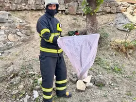 Bilecik’te caddede yakalanan ’oluklu kertenkele’ doğaya salındı
