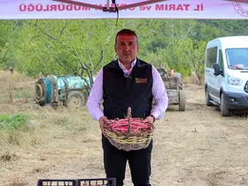 Bilecik’te her yıl 4 bin 500 ton taze barbunya hasadı yapılıyor

