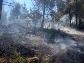 Bilecik’te orman yangını çıktı
