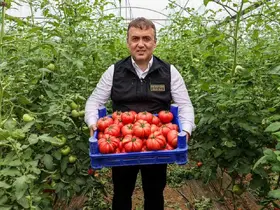 Bilecik’te örtü altı domates hasadı başladı
