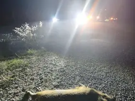 Bilecik’te otomobilin çarptığı domuzlar telef oldu
