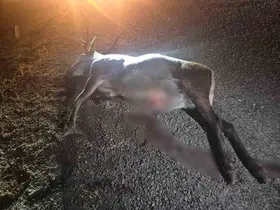 Bilecik’te otomobilin çarptığı geyik telef oldu
