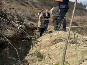 Bilecik’te yangın sahalarında ağaçlandırma çalışmaları incelendi
