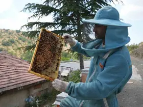 Bin 200 çeşit endemik bitki türüyle 4 kuşaktır süren gelenek: Kanyon balında 4 tonluk rekolte
