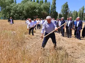 Binali Yıldırım Harman Şenliği’nde tırpan salladı
