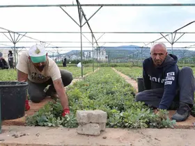 Bingöl’de 72 dönümlük fidanlıkta 18 farklı türde üretim yapılıyor
