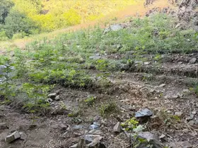 Bingöl’de çeşitli suçlardan 76 şüpheli yakalandı
