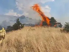 Bingöl’de orman yangını
