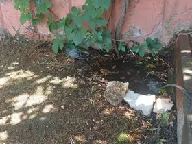 Bingöl’de sıcaktan bunalan güvercin su birikintisinde serinledi
