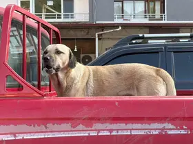 Bir kamyonetin kasasında başlayan yolculuk, sıra dışı bir dostluğa dönüştü
