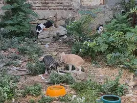 Bir kediyle başladı, kedi sokağına dönüştü
