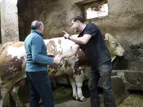 Bir ton 250 kilogramlık dev tosun 550 bin TL’ye satıldı
