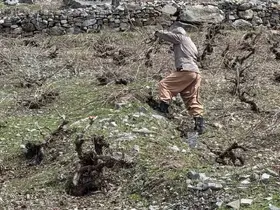 Bir yanda karla mücadele, diğer yanda budama çalışmaları sürüyor
