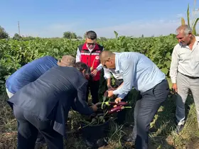 Birecik’te Kelaynak, Patlıcan ve Fıstık Festivali hasatla başladı
