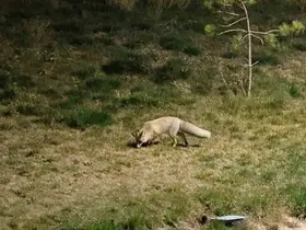 Bitlis sokaklarında tilkiler görüntülendi
