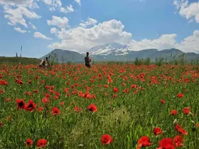 Bitlis’in Adilcevaz ilçesinde gelincik ve karın büyüleyici buluşması
