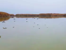 Bitlis’ten göç etmeyen kuşlar sıcak sulara sığındı
