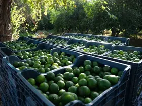 Bodrum’da 72 üreticiden 55 ton yeşil mandalin alındı
