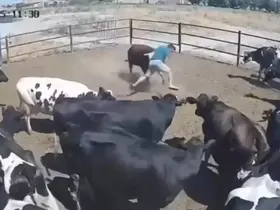 Boğanın saldırdığı besici büyük tehlike atlattı