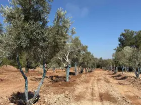 Bölge halkı taşınan zeytinleri yerinde gördü
