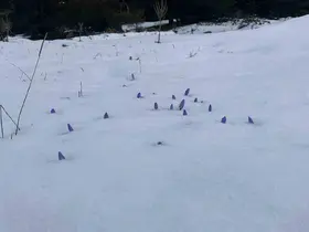 Bolu’da açan çiğdemler kar altında kaldı

