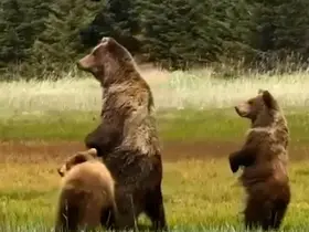 Bolu’da anne ayı ve yavruları kameraya yansıdı
