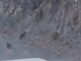 Bolu’da anne ayı ve yavrusu korkuyla dağa tırmandı, o anlar kamerada
