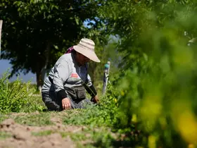 Bolu’da asırlık ata tohumlarında hasat mesaisi başladı
