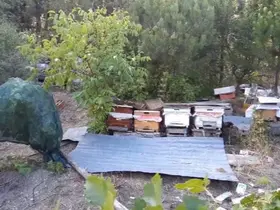 Bolu’da ayılar köylünün kabusu oldu: Düzenekle ayı kovalıyorlar
