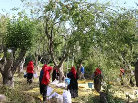 Bolu’da doğadan toplanan orman meyveleri gelir kapısı oldu
