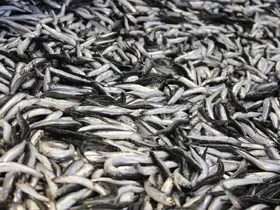 Bolu’da hamsi kilosu 200 liradan tezgahlarda yerini aldı
