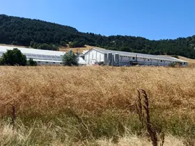 Bolu’da hindi çiftliğinde korkutan yangın: Facianın eşiğinden dönüldü
