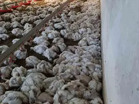 Bolu’da kümesin havalandırması devre dışı kalınca 4 bin tavuk telef oldu
