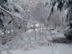 Bolu’da mayıs karı ağaç dallarını kırdı
