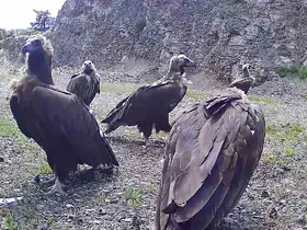 Bolu’da nesli tehlike altında olan kara akbabalar görüntülendi
