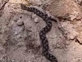Bolu’da odun yığınları arasında nesli tehlike altında olan zehirli yılan görüntülendi
