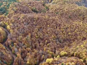 Bolu’da ormanlık alanlarda sonbahar güzelliği
