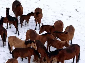 Bolu’da şehir merkezine inen yılkı atlarını belediye ekipleri besledi
