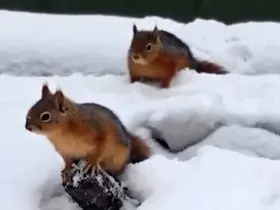 Bolu’da sincapların kar keyfi kamerada
