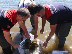 Bolu’da Taşlıyayla Göleti’ne 450 bin pullu sazan yavrusu bırakıldı
