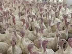 Bolu’da üreticilere "kuş gribi" uyarısı

