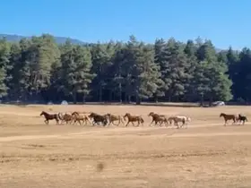 Bolu’da yılkı atlarına kurt saldırdı
