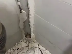 Boruda mahsur kalan kedi duvar kırılarak kurtarıldı
