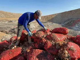 Boş araziye dökülen tonlarca soğanı vatandaşlar evlerine götürdü

